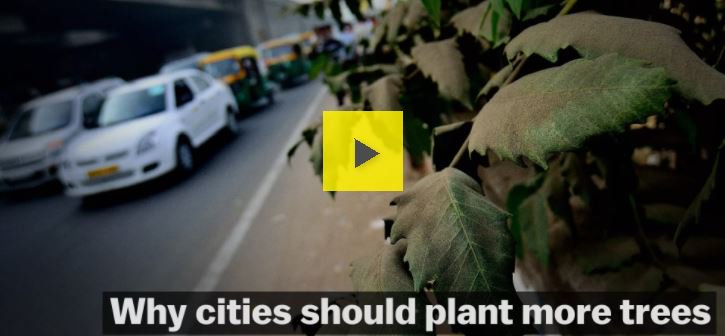Why planting more trees is one of the smartest things a city can do