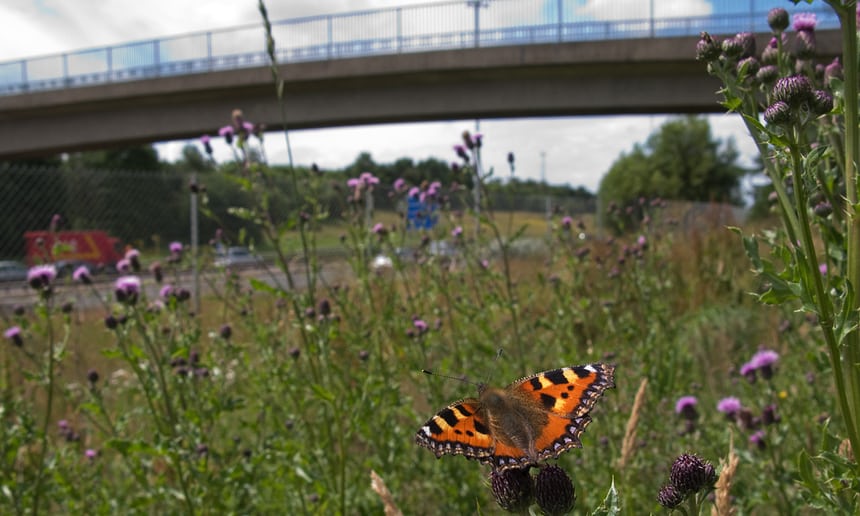 Flutter bye: where did all the city butterflies go? (The Guardian)
