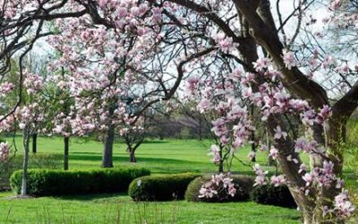 The Practical Science of Planting Trees (Seminar, Telford UK, Sep18)