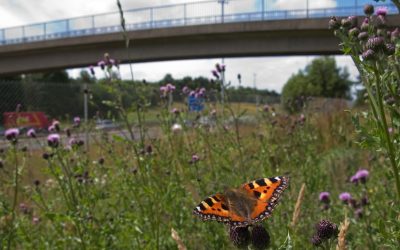 Flutter bye: where did all the city butterflies go? (The Guardian)