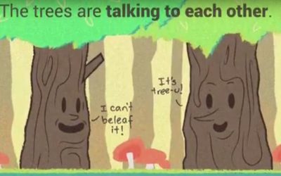 The trees are talking to each other
